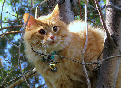 Adventure Cat Photo by Trish Hamme, free for commercial use