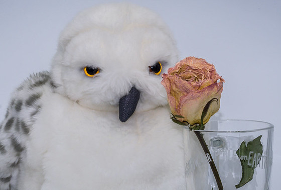 Ron Reiring, 'Angry Pale Penguin (or maybe an owl). Keep your stuffed owl friends happy and replace flowers on time.