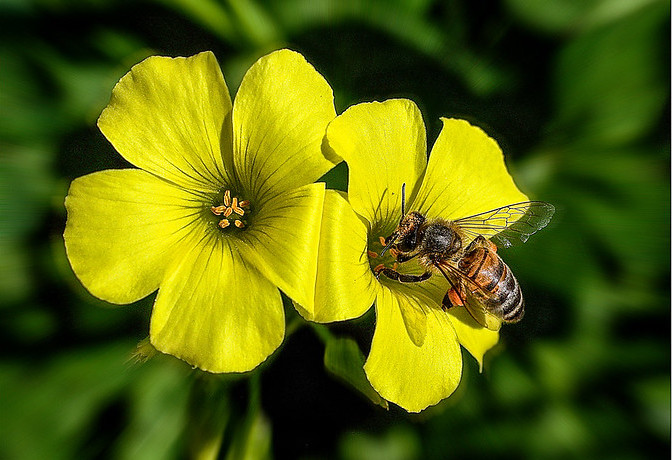 UNTIL THEN ......., 'workload'. A bee working to gather pollen and honey.